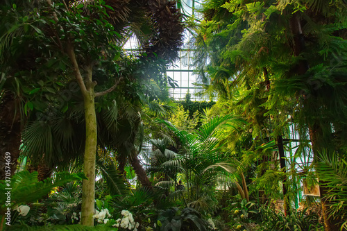 Foto view on plants in the palm greenhouse