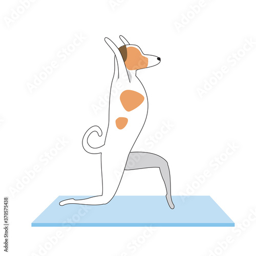 Jack russell terrier character or dog doing yoga isolated on white background, outline and flat vector stock illustration as asana, yoga, sport exercise concept