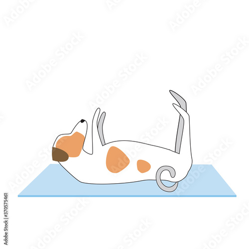 Jack russell terrier character or dog doing yoga isolated on white background, outline and flat vector stock illustration as asana concept, yoga for design
