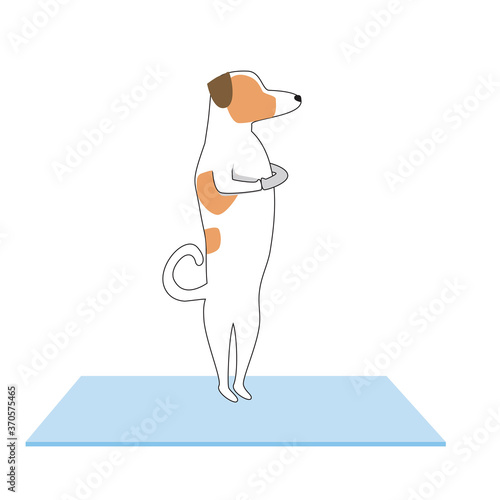 Jack russell terrier character or dog doing yoga isolated on white background, outline and flat vector stock illustration as asana, yoga, activity concept