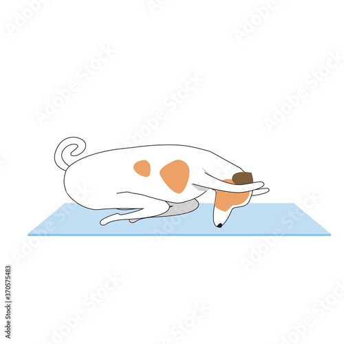 Jack russell terrier character or dog doing yoga isolated on white background, outline and flat vector stock illustration as asana, yoga, faith, religion concept