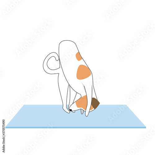 Jack russell terrier character or dog doing yoga isolated on white background, outline and flat vector stock illustration as asana, yoga, flexible back concept