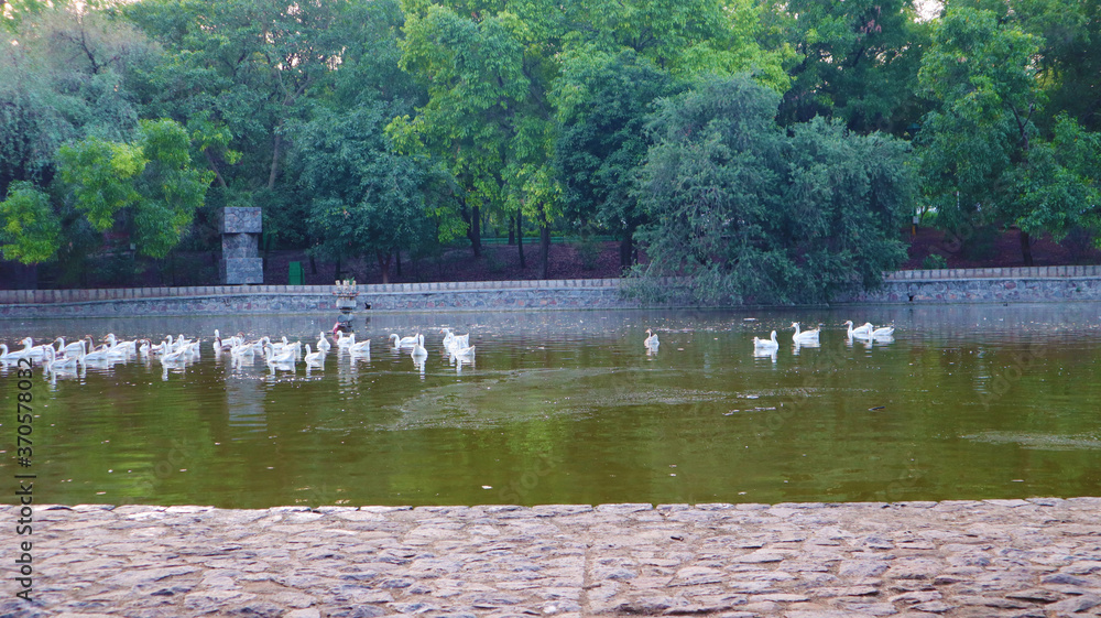 ducks on the garden lake