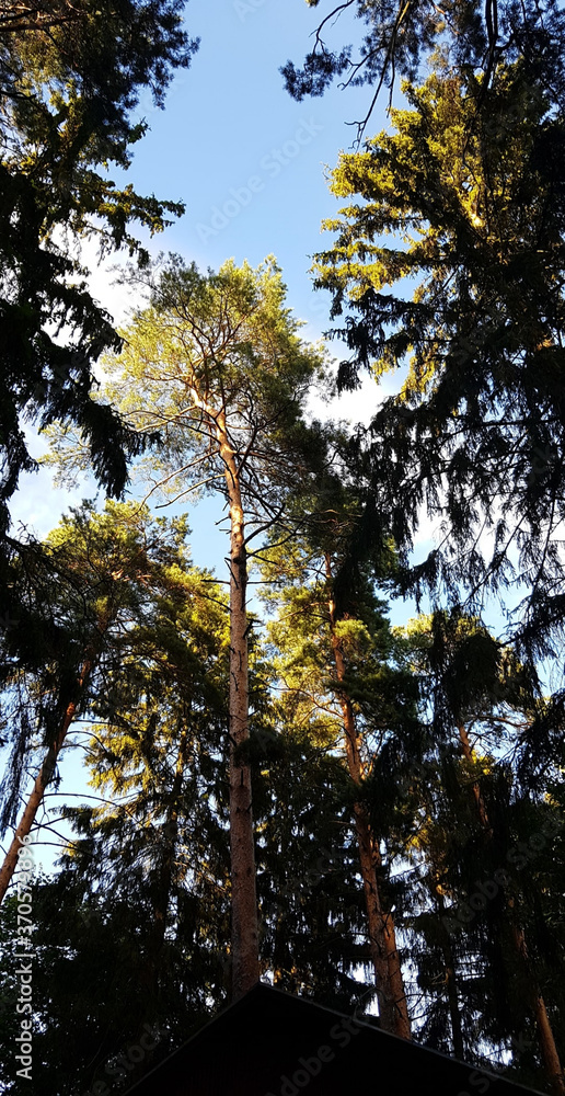 Obraz premium trees, sky, sun