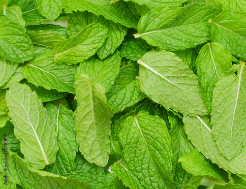 fresh mint leaves isolated on background