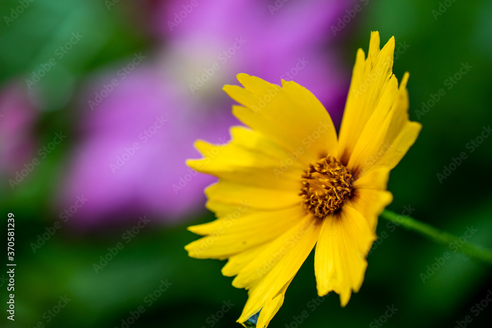 Obraz premium Yellow flower in the garden