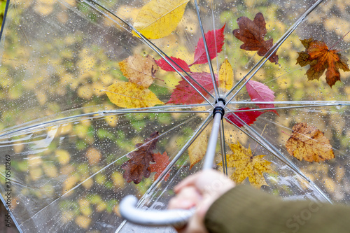 Transparent umbrella with leaves of different trees