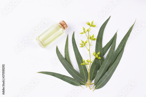 Eucalyptus oil