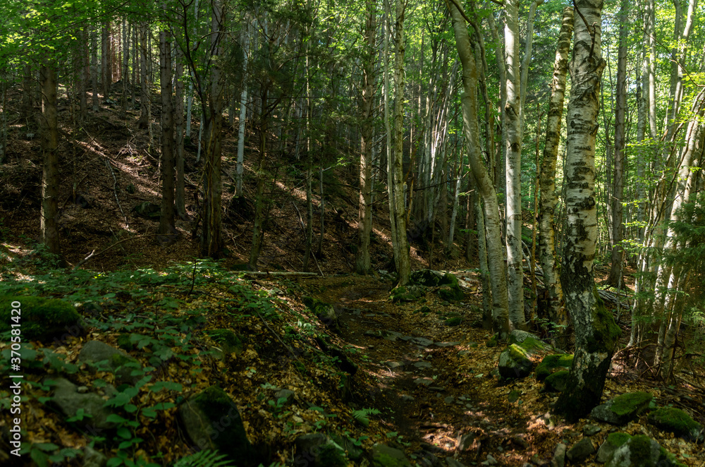 Obraz premium Panorama of a forest path with a river