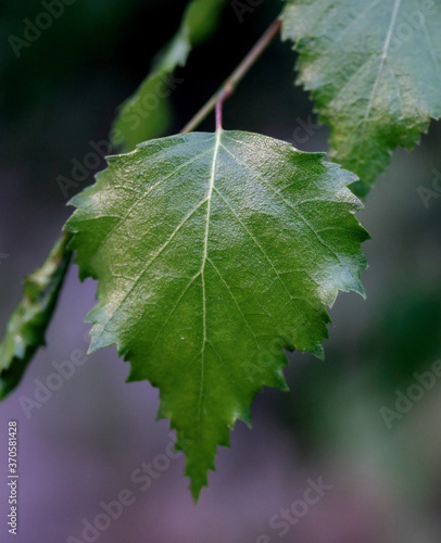 Obraz na plátne The leaves of birch tree (Betula pendula, silver birch, warty birch, European white birch)
