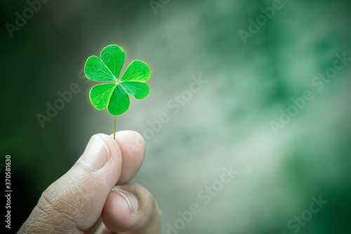 Green clover leaf isolated on white background. with three-leaved shamrocks. St. Patrick's day holiday symbol.	