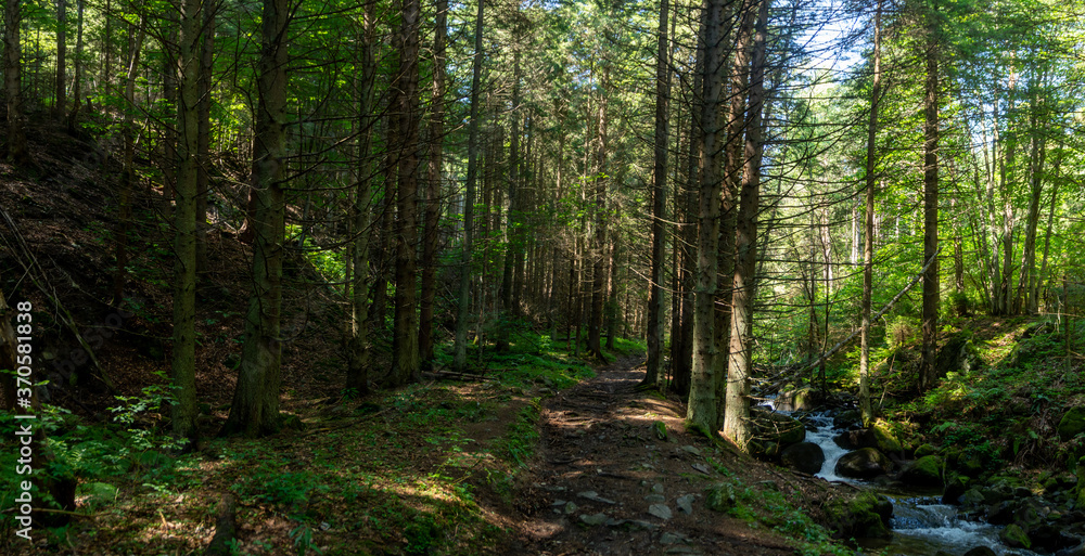 Fototapeta premium Panorama of a forest path with a river