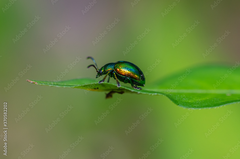 Erzfarbene Erlenblattkäfer (Chrysomelidae) Nahaufnahme Erzfarbene Erlenblattkäfer (Chrysomelidae) Nahaufnahme