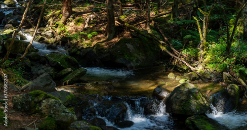 Panorama of a forest path with a river