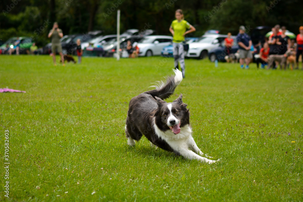 focused border collie dog fast running agility, turning