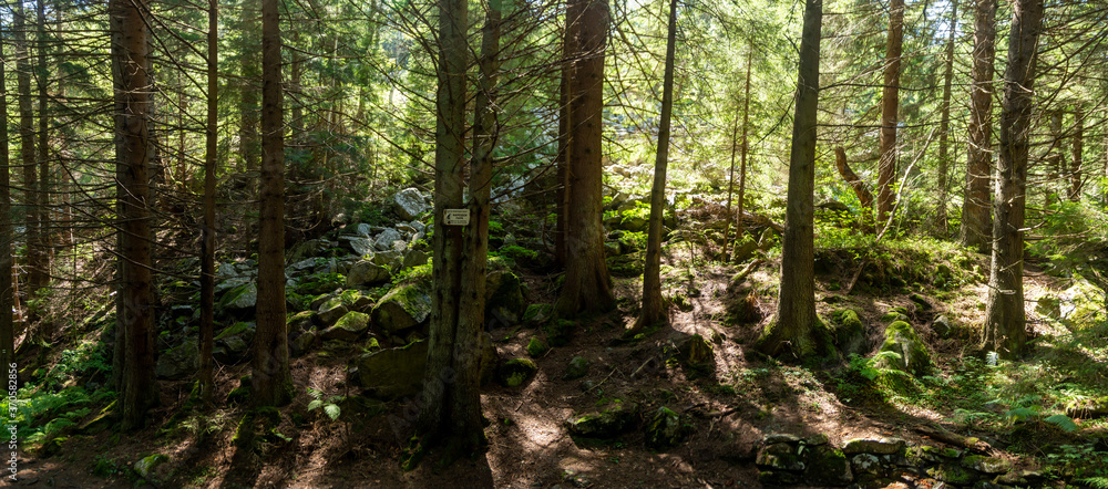 Panorama of a forest path with a river