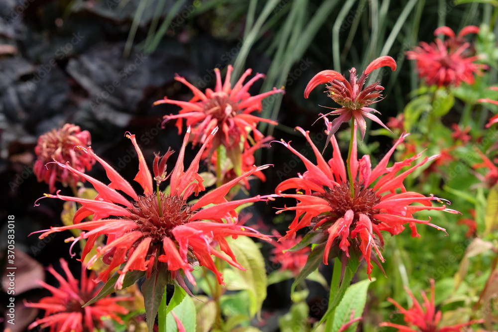 Monarda Didyma or Scarlet Beebalm 'squaw' in flower Monarda Didyma or Scarlet Beebalm 'squaw' in flower
