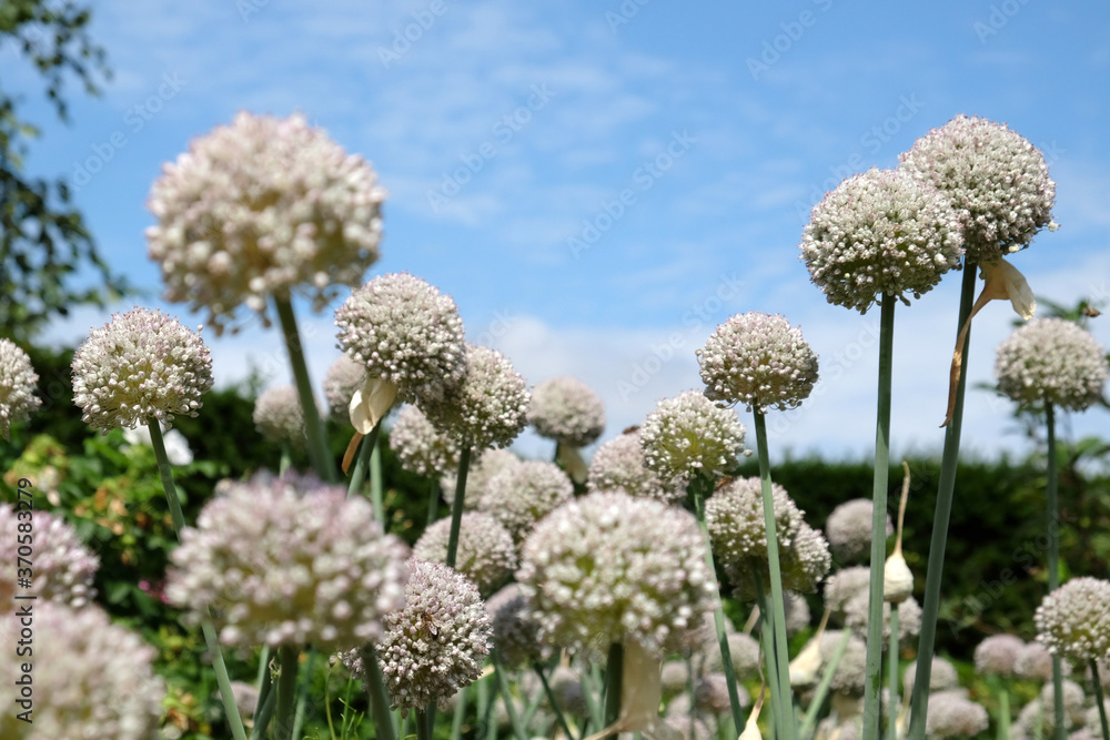 Broadleaf wild leak or elephant garlic in flower during the summer months Broadleaf wild leak or elephant garlic in flower during the summer months