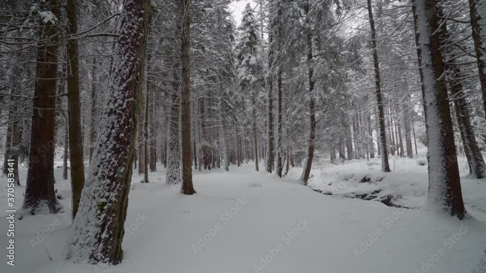 A snowy forest in winter. Beautiful winter atmosphere in the Swiss forest. Fir trees, conifers and snow A snowy forest in winter. Beautiful winter atmosphere in the Swiss forest. Fir trees, conifers and snow