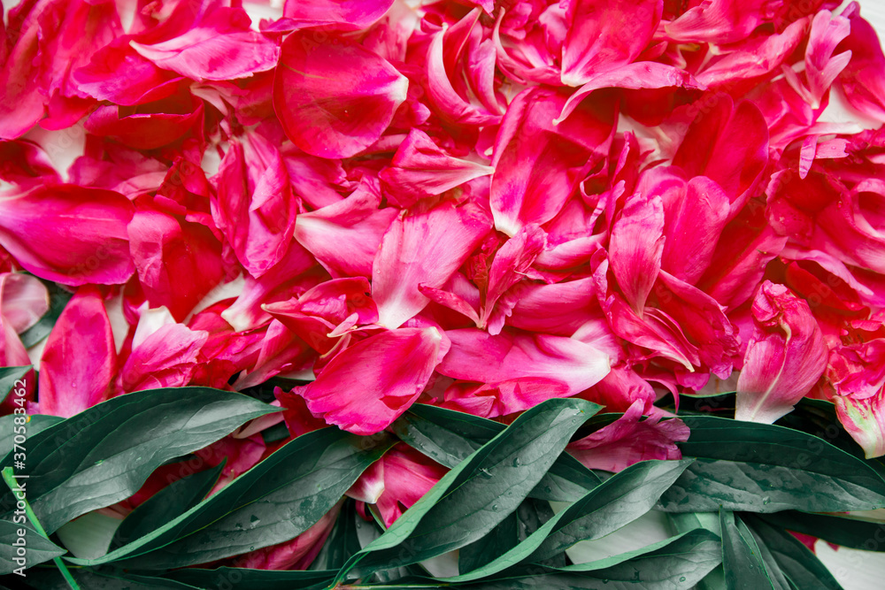 Abstract floral natural background. Peony petals and leaves, top view. Two-color background red and green.