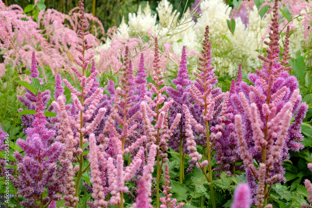 Pink Chinese astilbe 'false buck's beard' in flower during the summer months Pink Chinese astilbe 'false buck's beard' in flower during the summer months