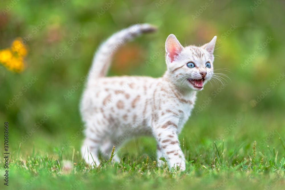 Snow Bengal" Images – Browse 65 Stock Photos, Vectors, and Video | Adobe  Stock