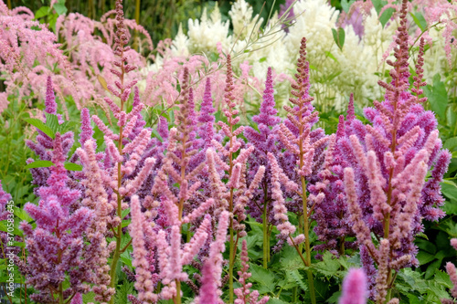 Pink Chinese astilbe  false buck s beard  in flower during the summer months