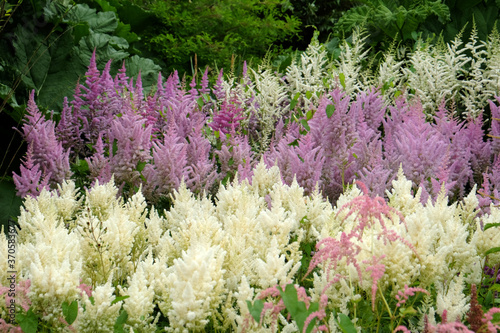 Fototapeta Naklejka Na Ścianę i Meble -  White astilbe 'false buck's beard' in flower during the summer months