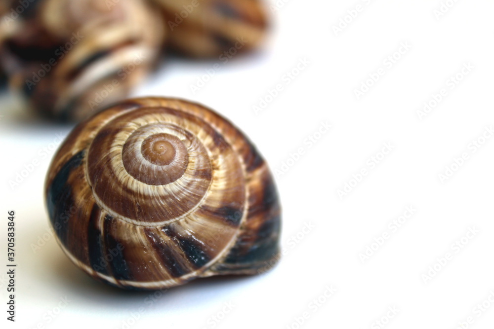 Shell of grape snail blank on white background Shell of grape snail blank on white background