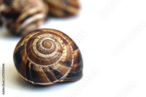 Shell of grape snail blank on white background