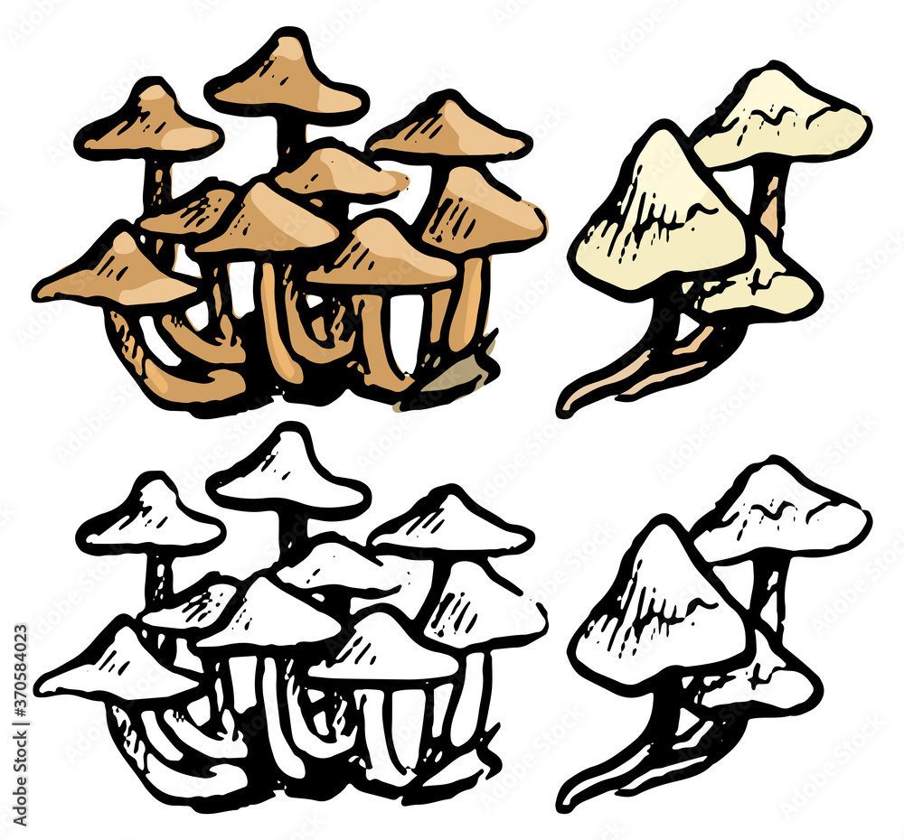 Doodles of honey mushrooms. Realistic ink sketch of autumn harvest element. Hand drawn vector botanical illustration. Black contour and color drawing isolated on white.For design, decor, prints, card. Doodles of honey mushrooms. Realistic ink sketch of autumn harvest element. Hand drawn vector botanical illustration. Black contour and color drawing isolated on white.For design, decor, prints, card.