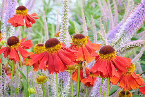 Helenium 'Moerheim Beauty' sneezeweed and purple spiked speedwell in flower during the summer months photo