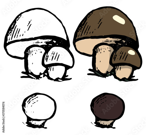 Doodles of Boletus edulis. Realistic ink sketch of autumn harvest mushroom. Hand drawn vector botanical illustration. Black contour and color drawing isolated on white. For design, decor, prints, card