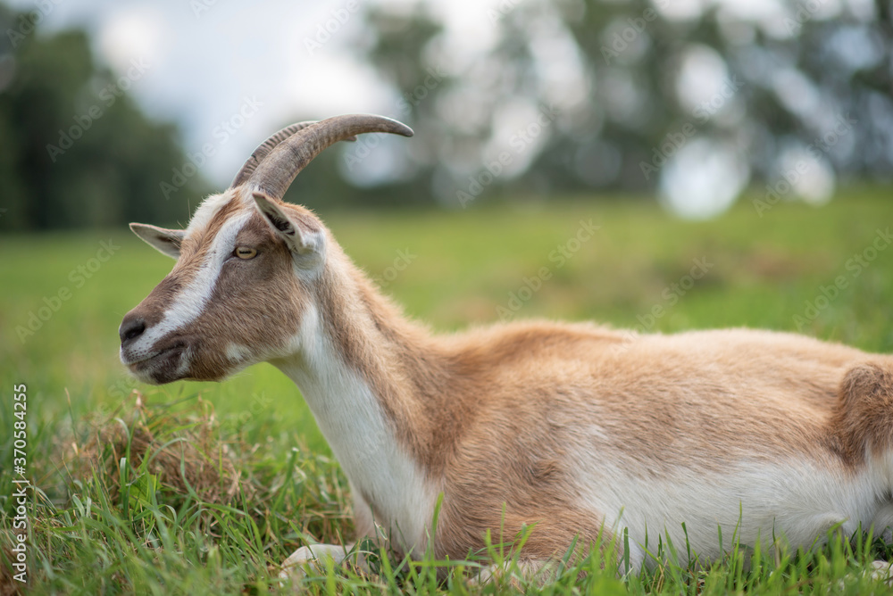 A domestic goat is lying in the grass in a meadow. Photographed in close-up. A domestic goat is lying in the grass in a meadow. Photographed in close-up.