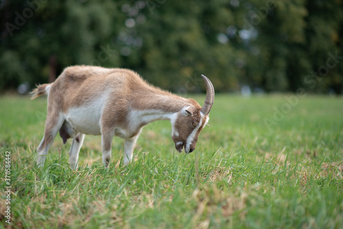 Wallpaper Mural A village goat grazes in the grass in a meadow. Photographed in close-up. Torontodigital.ca