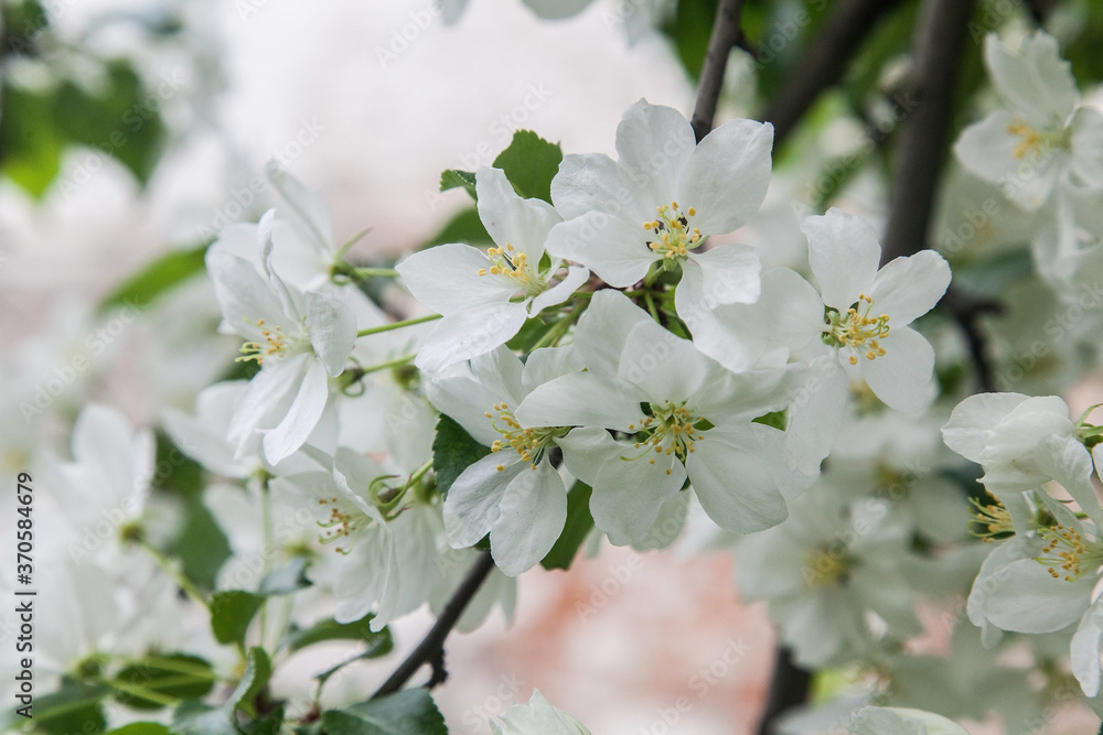 Obraz premium Apple flowers closeup macro