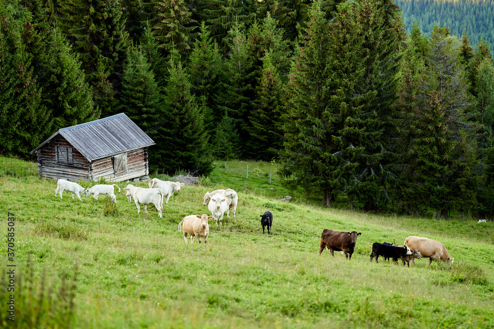 Fototapeta premium Cows and a old barn in Gol, Hallingdal, Norway. Beautiful and wild nature surrounds the field the cow pastures. 