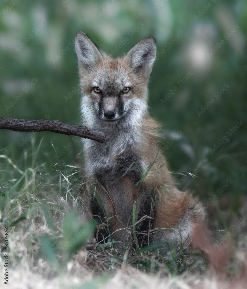 Fototapeta premium Foxes