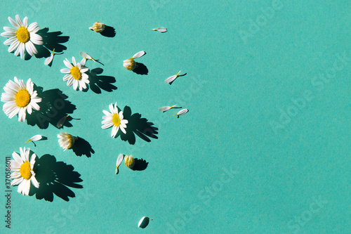 Camomile flowers on colorful background. Floral backdrop for seasonal