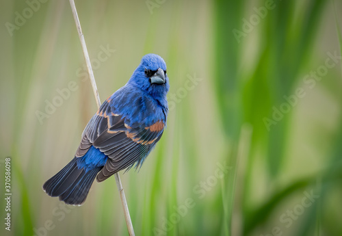 Blue Grosbeak
