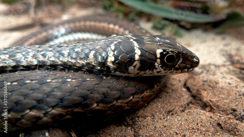 This sand snake is quick and active during the day, usually disappearing into the closest shrubs when disturbed.