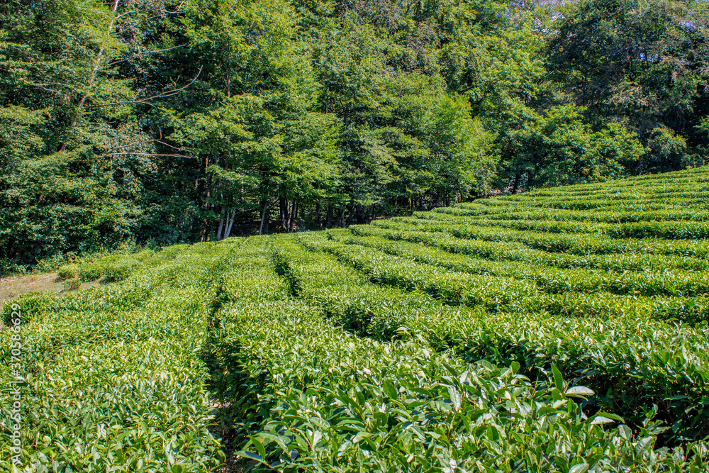 Tea plantation. Tea bushes are planted in rows on the slope forming a step system. Beautiful green Sunny landscape. Blue sky, lush trees around.