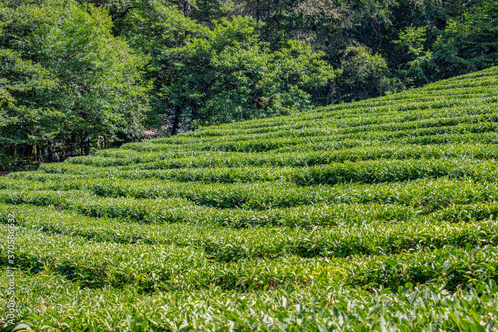 Tea plantation. Tea bushes are planted in rows on the slope forming a step system. Beautiful green Sunny landscape. Blue sky, lush trees around.