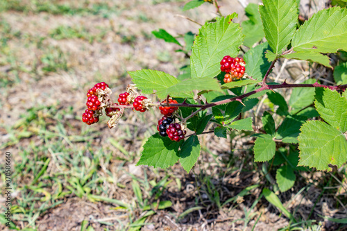 BlackBerry garden or bone berry. Maturing red and black. Green leaf. Sunny weather.