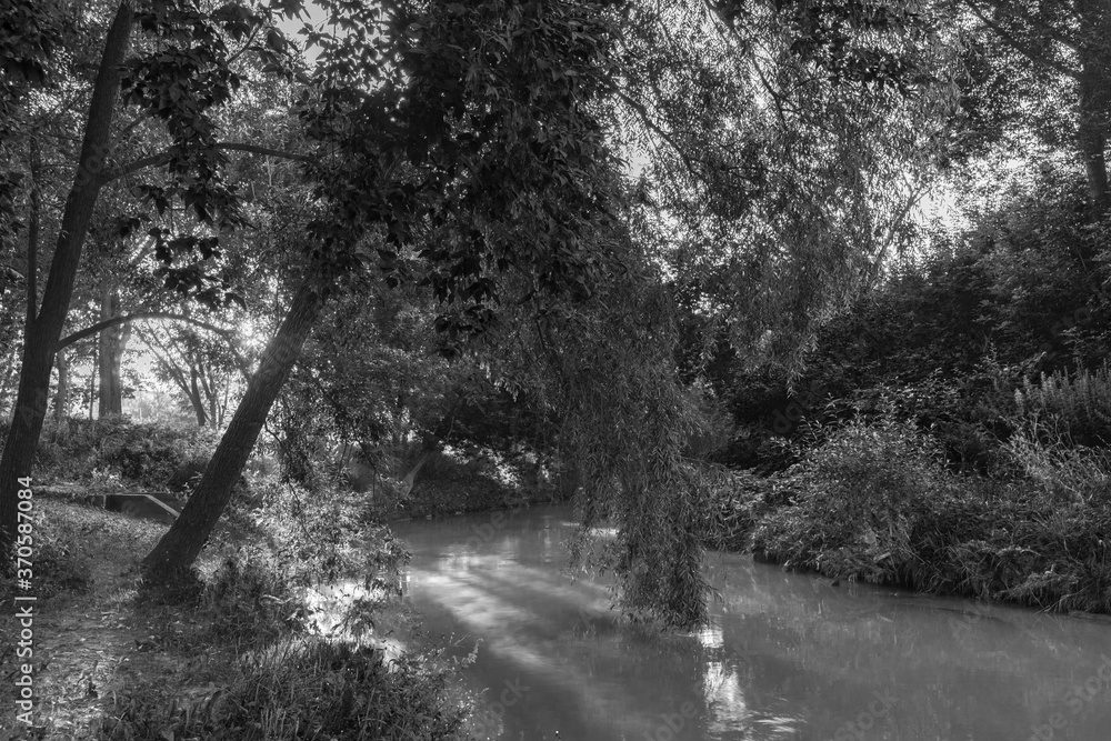 Φωτογραφία Tree branches hanging to the surface of the river on a sunny day