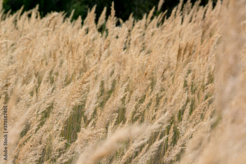 Fototapeta premium Reeds (Phragmites australis) for the background. Ground reed (Calamagrostis epigejos). Kazakhstan.