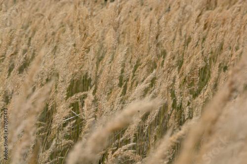 Reeds (Phragmites australis) for the background. Ground reed (Calamagrostis epigejos). Kazakhstan.
