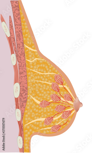 Female Breast Anatomy Detailed Realistic Illustration