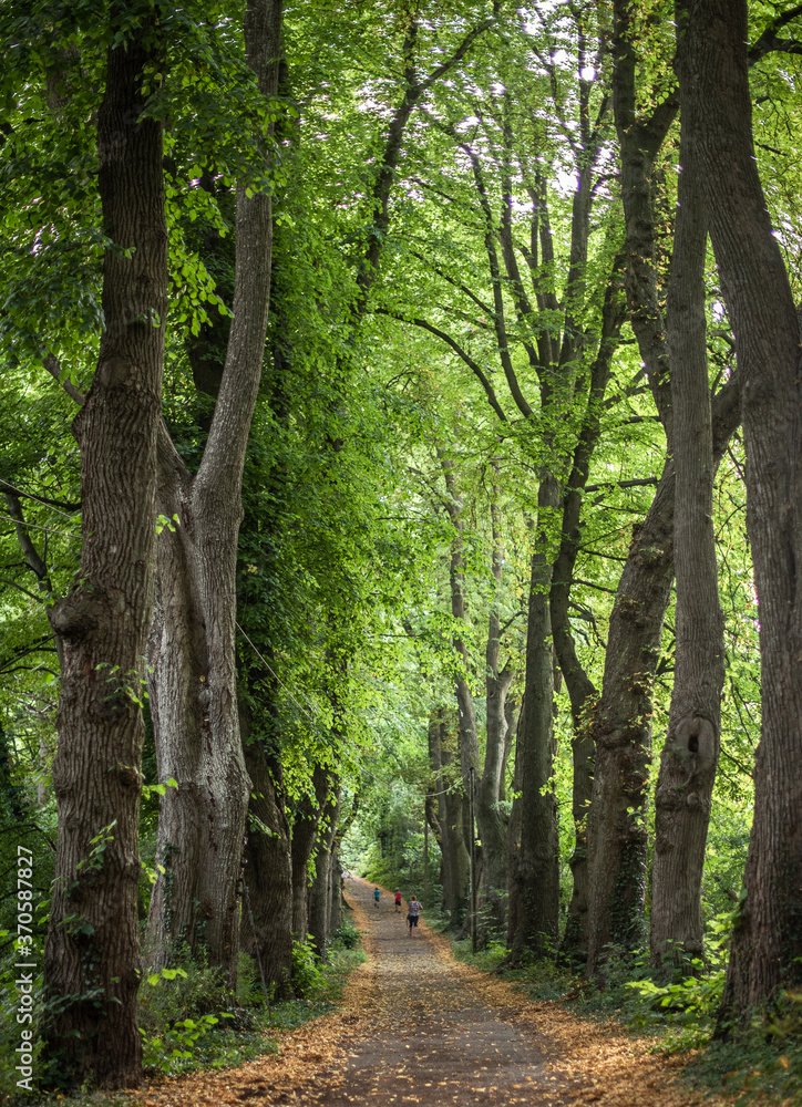 Fototapeta premium Summer Evening on an Old Lane