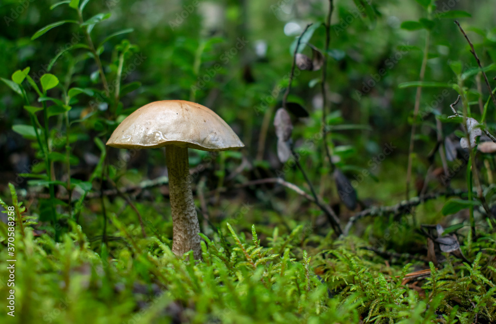 Wild edible mushrooms in a natural forest setting. Wild edible mushrooms in a natural forest setting.